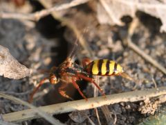 Nomada flava